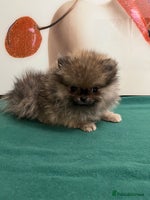 Pomeranian dogs Mini🐻Teddy Bear Face🏆Champion Lines - Advert 10