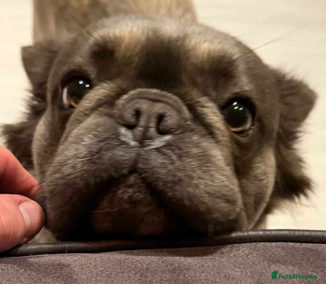 French Bulldog dogs for sale: Female KC registered fluffy French bulldog  in Birmingham - Advert 5