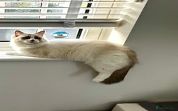 Ragdoll cats for sale:  🇪🇺Show quality European lines ragdoll girl 🩷 - Image 8
