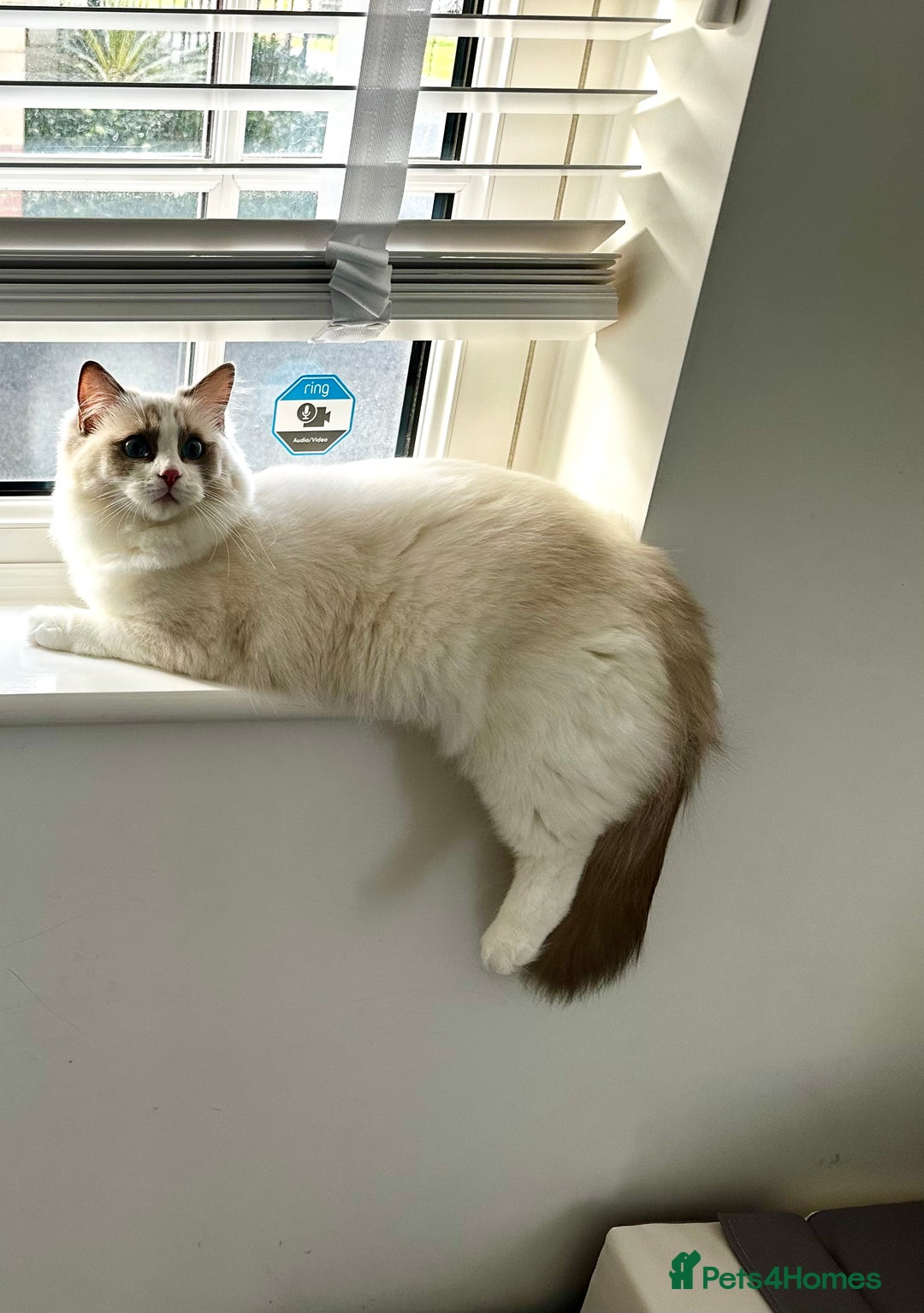 Ragdoll cats for sale:  🇪🇺Show quality European lines ragdoll girl 🩷 - Image 8