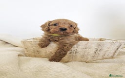 Cavapoo dogs for sale: Adorable F1b Cavapoo Puppies Ready from 20th Sept - Image 5