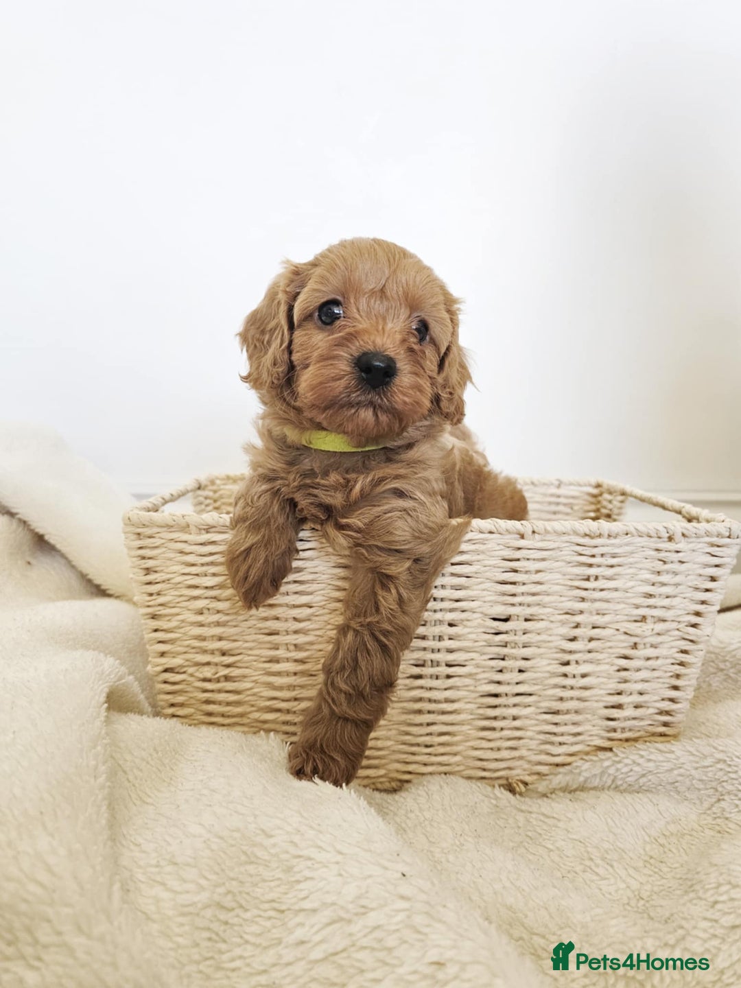 Cavapoo dogs for sale: Adorable F1b Cavapoo Puppies Ready from 20th Sept - Image 5