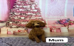 Toy Poodle dogs for sale: Lady red Kc toy poodle female  - Image 9