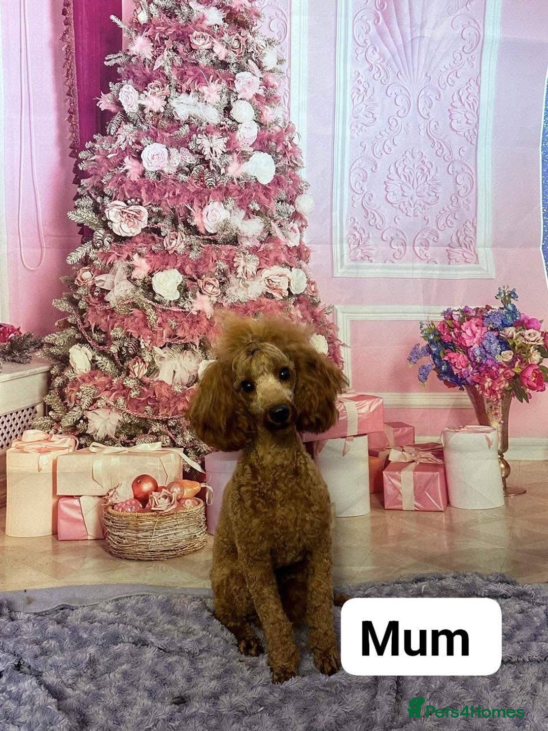 Toy Poodle dogs for sale: Lady red Kc toy poodle female  - Image 9