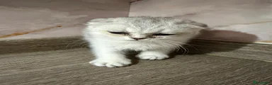 Scottish Fold 4 Triplets