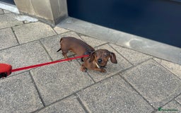 Miniature Dachshund dogs for sale: Dora the sausage dog (please read description) - Image 3