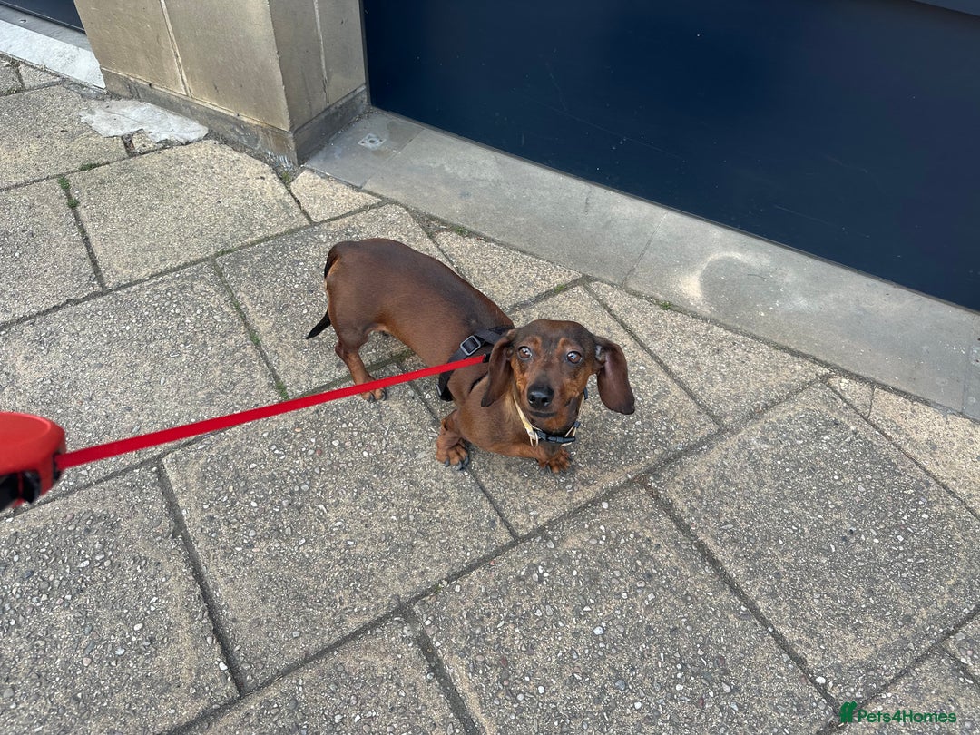 Miniature Dachshund dogs for sale: Dora the sausage dog (please read description) - Image 3