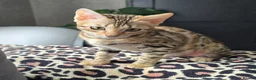 Bengal cats for sale: Ready NOW.. need go ASAP - Advert 18