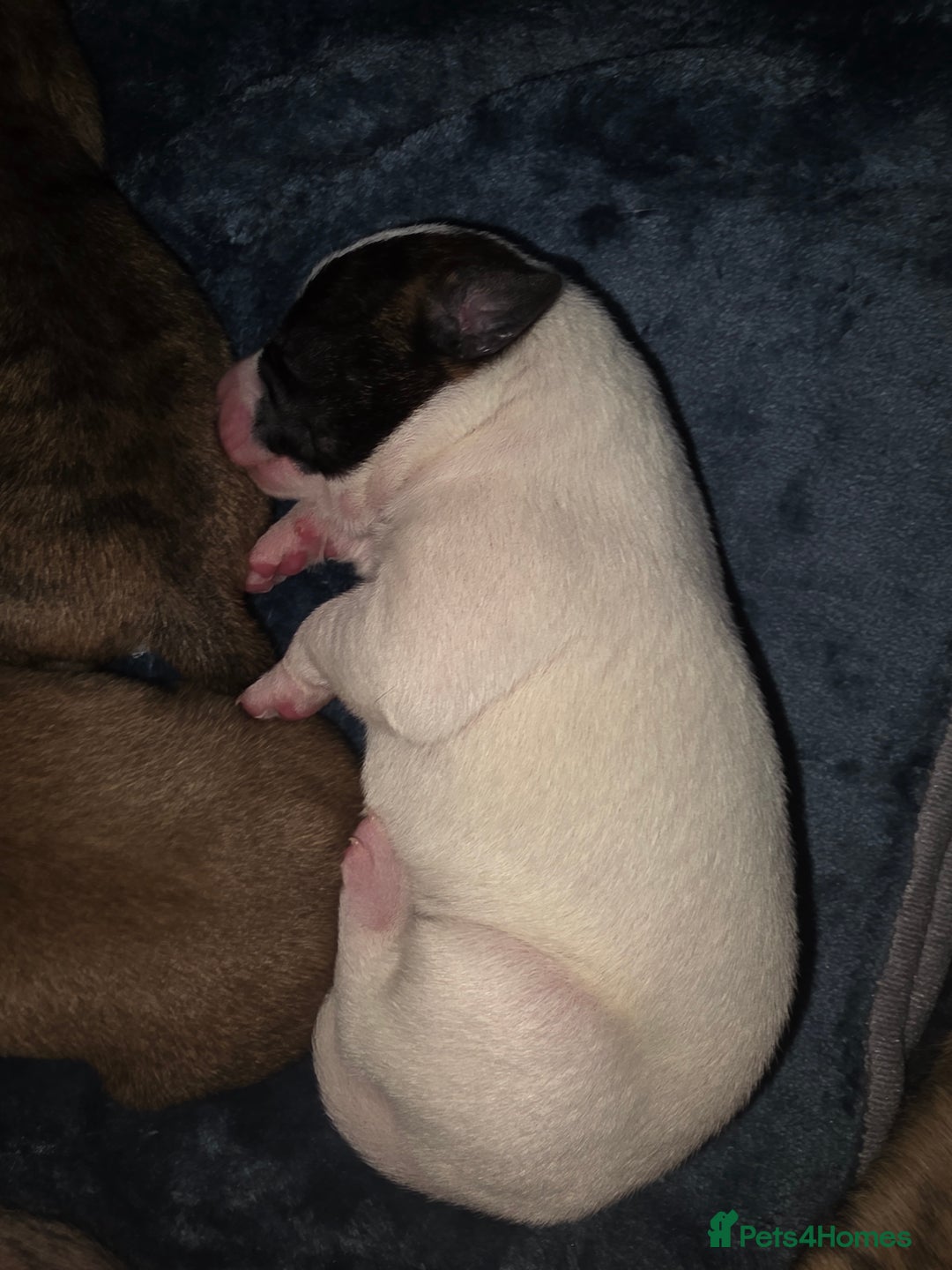 Mixed Breed dogs for sale: Pups ready around the 19th December  - Image 8