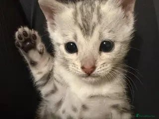 Bengal cats Pure Bengal Female Available - Advert 3