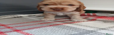 Gertrude 