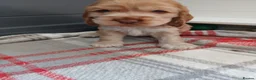 Cocker Spaniel dogs for sale: Kc registered cocker spaniel puppies  - Advert 22