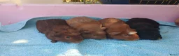 Guinea Pig rodents for sale: Baby guinea pigs - Advert 1