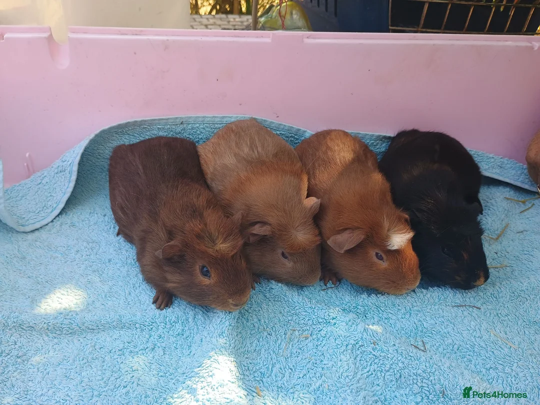 Guinea Pig rodents for sale: Baby guinea pigs - Advert 1