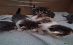 Mixed Breed cats for sale: 6 beautiful kittens - Image 9