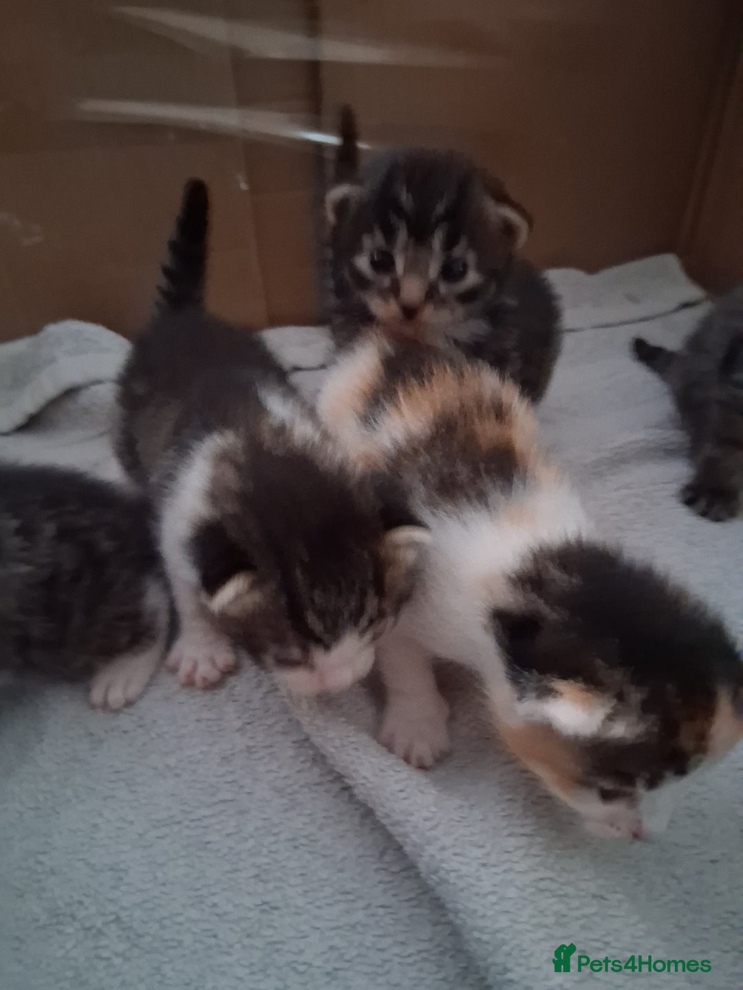 Mixed Breed cats for sale: 6 beautiful kittens - Image 9