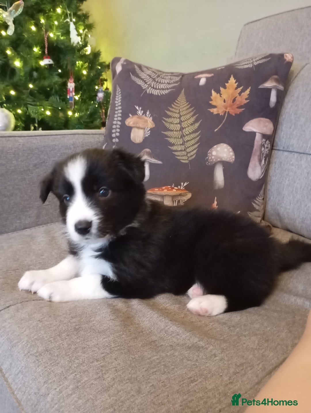 Border Collie dogs for sale: Stunning border collie babies - Advert 17