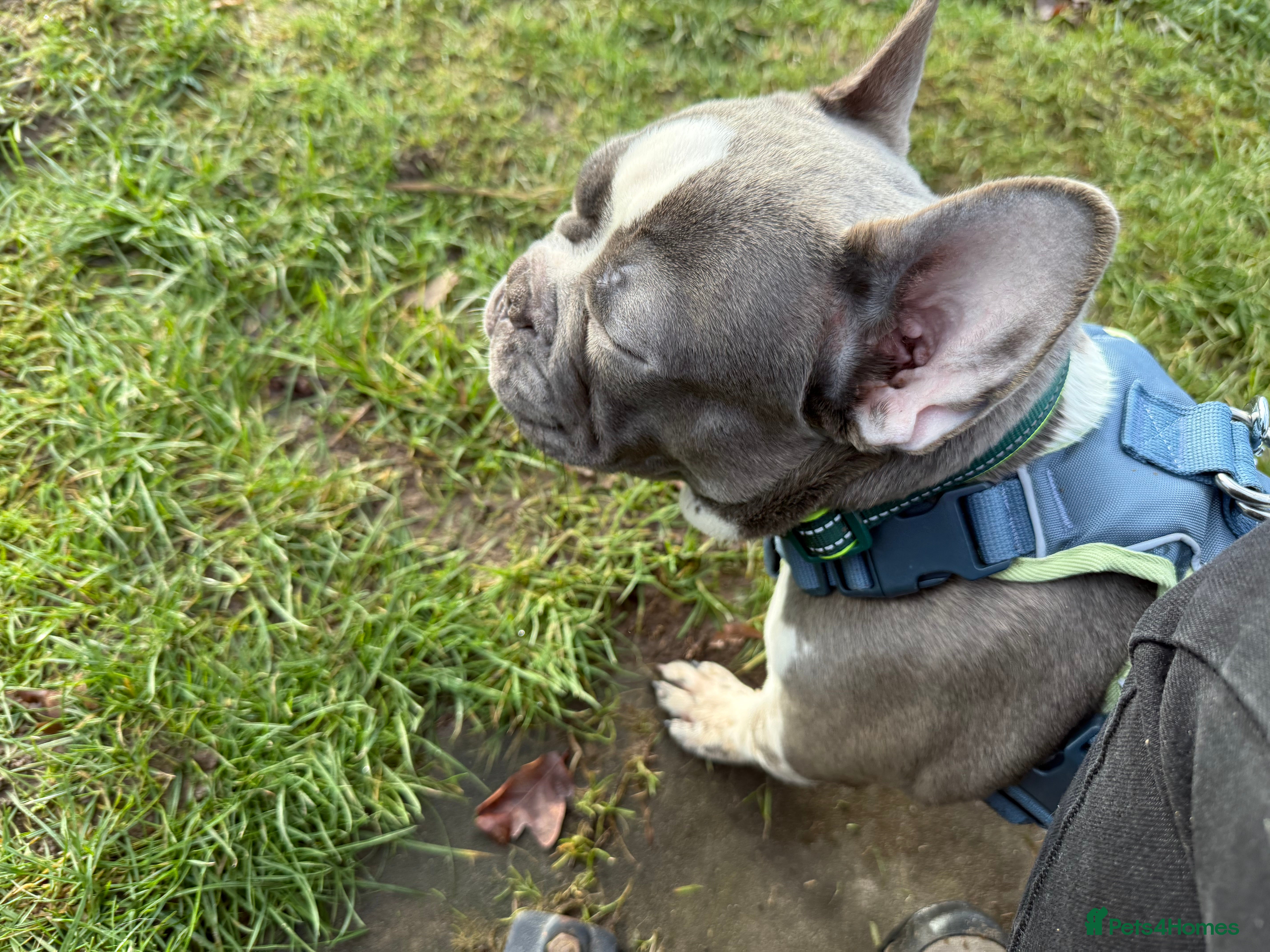 French Bulldog dogs Urgent French Bulldog 8 months lovely character - Advert 1