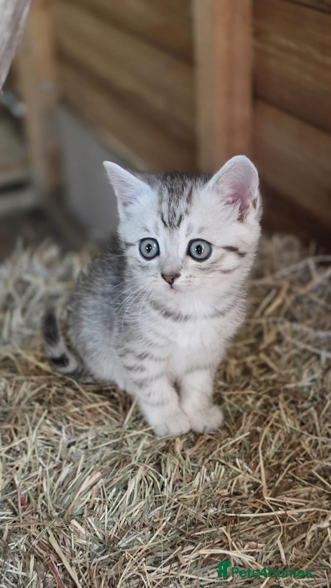 Mixed Breed cats for sale: Stunning British Shorthair cross kittens!😻🤎 - Advert 8