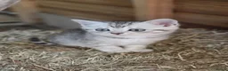 Mixed Breed cats for sale: Stunning British Shorthair cross kittens!😻🤎 - Advert 1