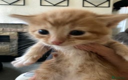 British Shorthair cats for sale: Fhvcffuj ghjv - Image 1