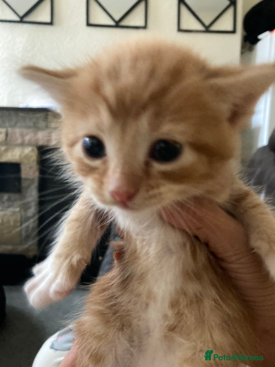 British Shorthair cats for sale: Fhvcffuj ghjv - Image 1