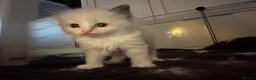 Ragdoll cats for sale: GCCF reg ragdolls - Advert 8