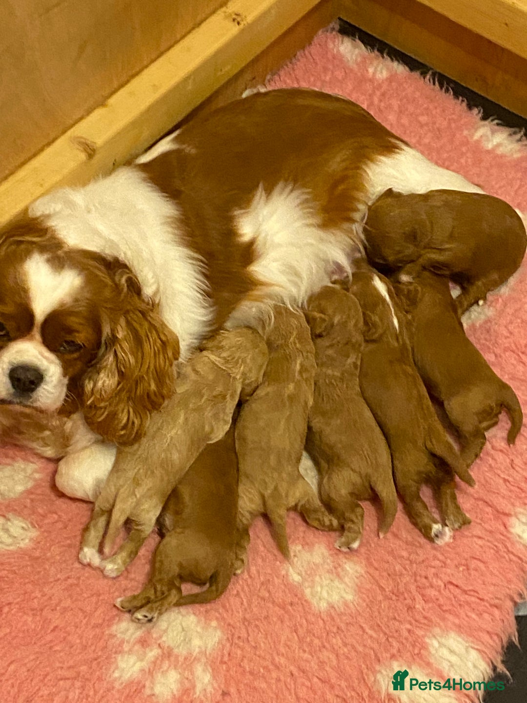 Cavapoo dogs for sale: Stunning litter of F1 cavapoo puppies,DWKC reg  - Advert 1