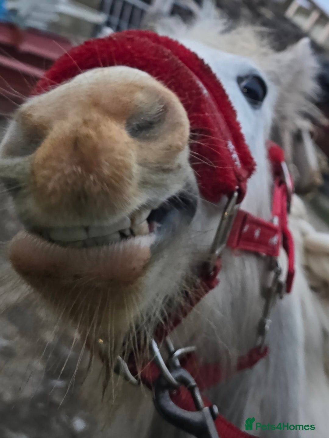 Irish Cob horses Beautiful blue TGCA 6mth Filly - Advert 5