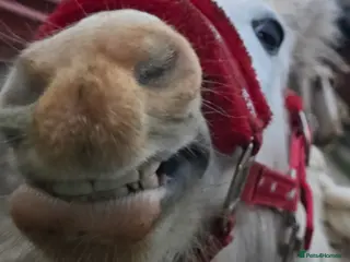 Irish Cob horses Beautiful blue TGCA 6mth Filly - Advert 5