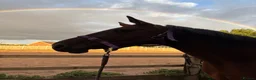 Connemara horses for sale: Genuine allrouder  - Advert 5