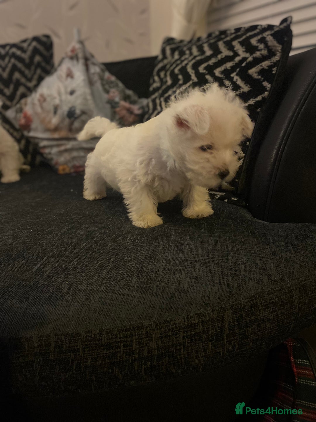 West Highland Terrier dogs for sale: Beautiful boy Westies  - Advert 3