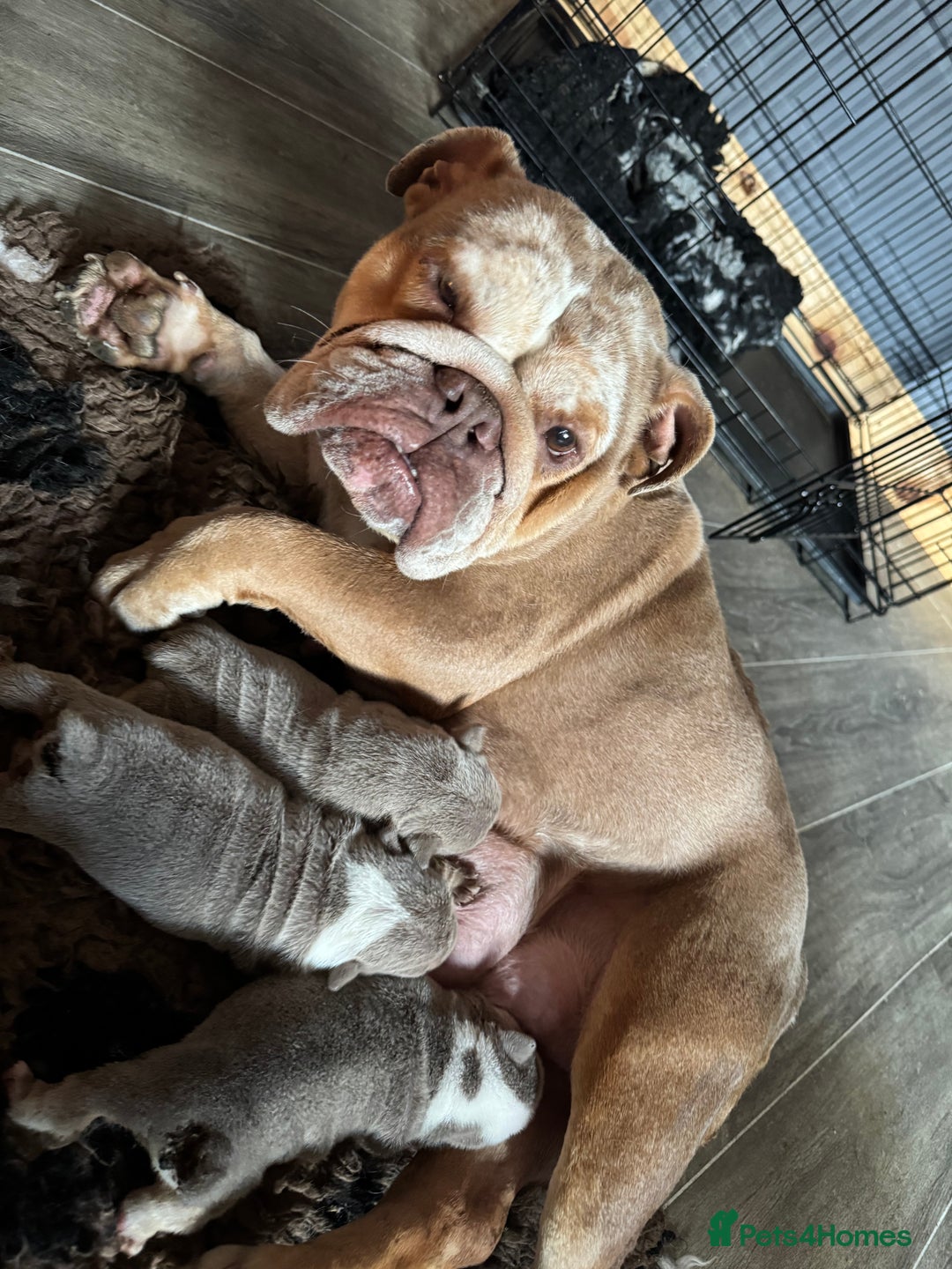 English Bulldog dogs for sale: English bulldog puppies  - Image 7