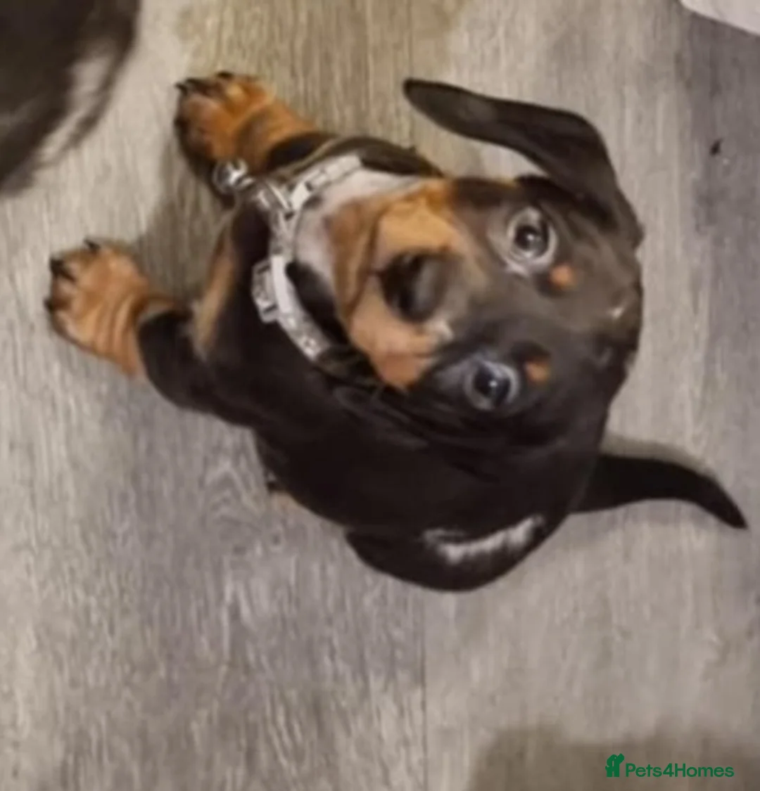 Dachshund dogs for sale: Lovely mini dachshund puppies  - Advert 4