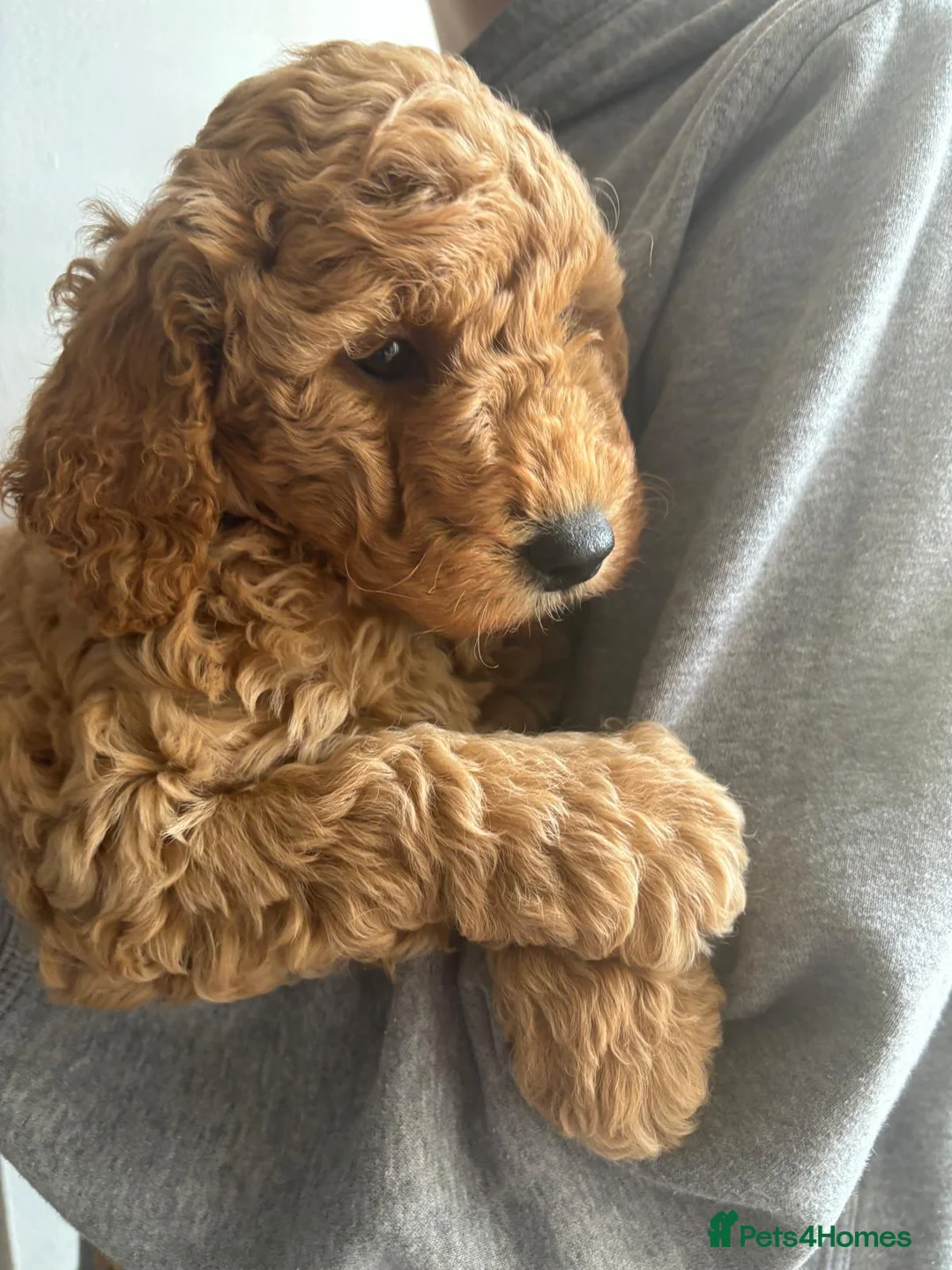 Toy Poodle dogs for stud: Beautiful Red Toy Poodle for Stud in Motherwell - Advert 15