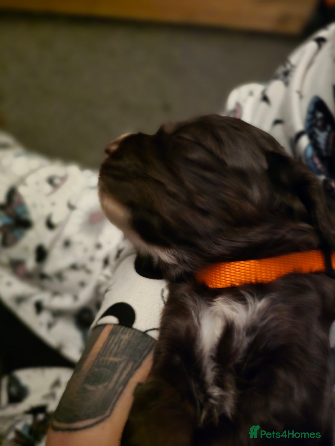 Cocker Spaniel dogs for sale: Cocker spaniel puppies - Image 28