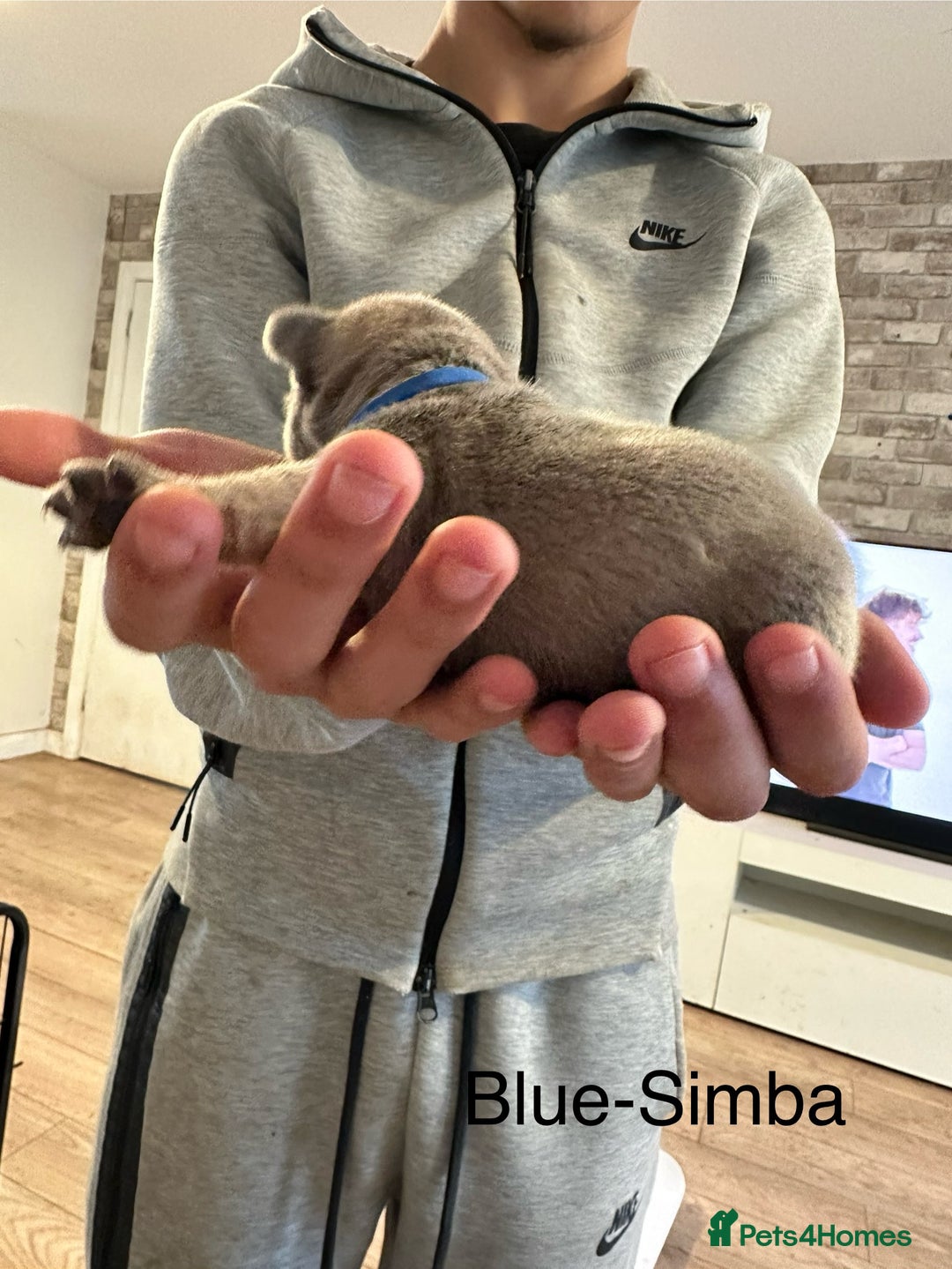 French Bulldog dogs for sale: 5 Beautiful French Bulldog Puppies  - Image 12