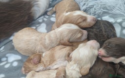 Cockapoo dogs for sale: Cockapoo puppies - Image 15