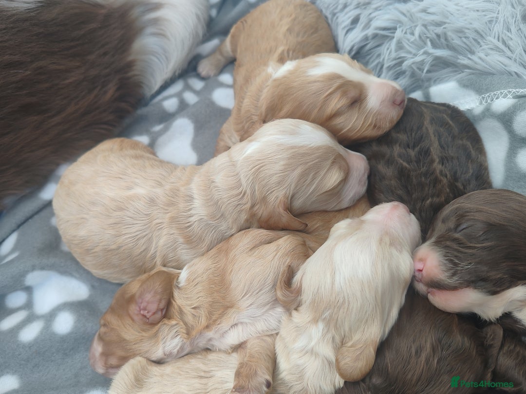 Cockapoo dogs for sale: Cockapoo puppies - Image 15