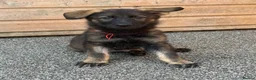 German Shepherd dogs for sale: ELITE KC REG CZECH WORKING LINE GSD PUPPIES 🏆 - Advert 2