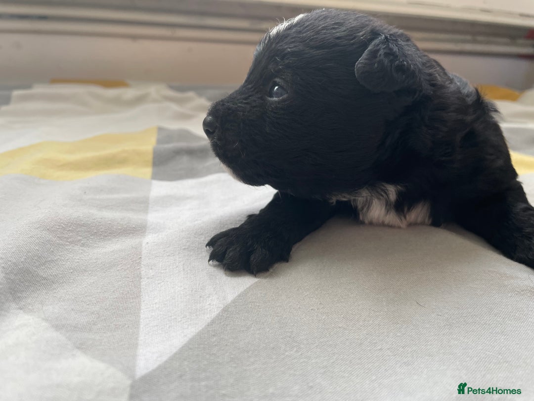Mixed Breed dogs for sale: 4 Stunning Boy Jackapoos - Image 3