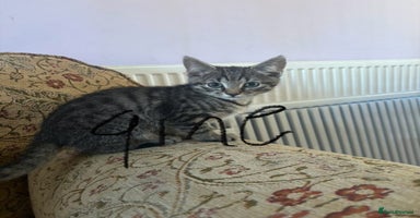Mixed Breed cats Beautiful kittens ready now  - Advert 10
