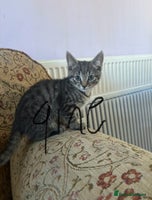 Mixed Breed cats Beautiful kittens ready now - Advert 10