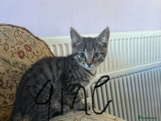 Mixed Breed cats Beautiful kittens ready now - Advert 1