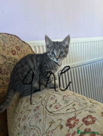 Mixed Breed cats Beautiful kittens ready now - Advert 16