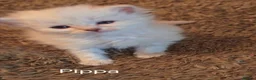 Siberian cats for sale: Pure Siberian GCCF+TICA - Advert 8
