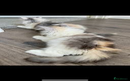 British Longhair cats for sale:  😻 BEAUTIFUL BLH 😻 2 boys READY TO LEAVE  in Milton Keynes - Image 10