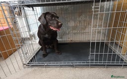 Labrador Retriever dogs for sale:  Gorgeous 1-Year-Old Female Chocolate Labrador  - Advert 3