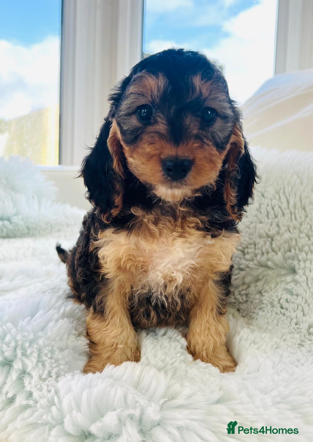 Cockapoo dogs for sale: F1 cockapoo puppies  - Image 4