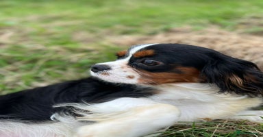 Cavalier King Charles Spaniel dogs - Advert 4